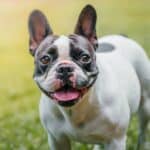 The 30 Best Dog Breeds for Apartments – French Bulldog