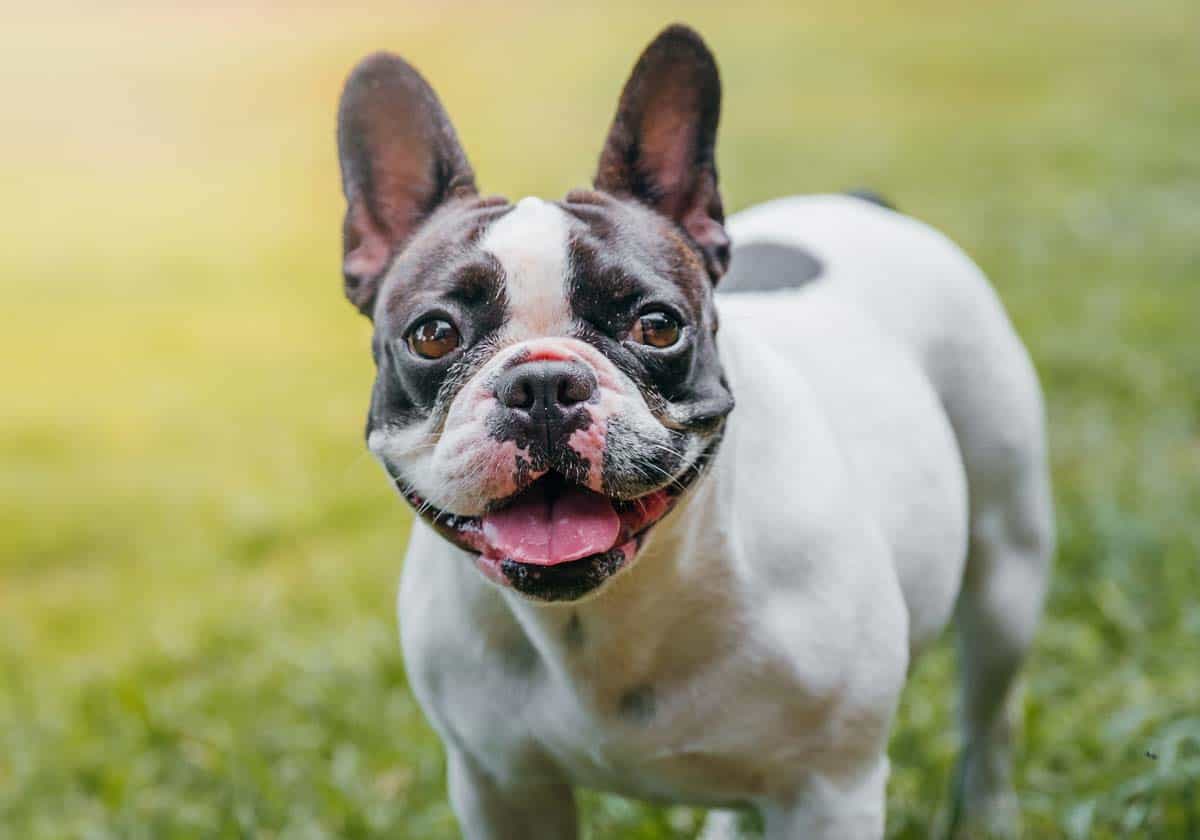 The 30 Best Dog Breeds for Apartments – French Bulldog