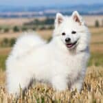 The 30 Best Dog Breeds for Apartments – German Spitz