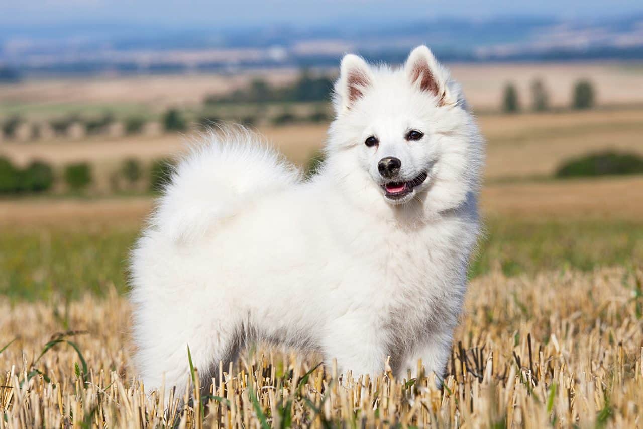 The 30 Best Dog Breeds for Apartments – German Spitz