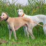 The 30 Best Dog Breeds for Apartments – Greyhounds