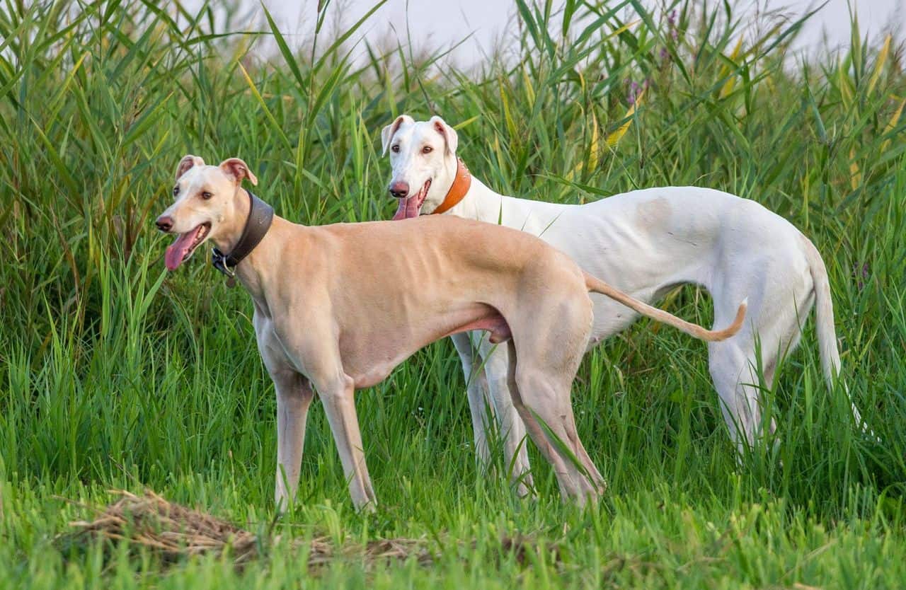 The 30 Best Dog Breeds for Apartments – Greyhounds