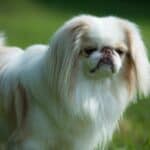 The 30 Best Dog Breeds for Apartments – Japanese Chin