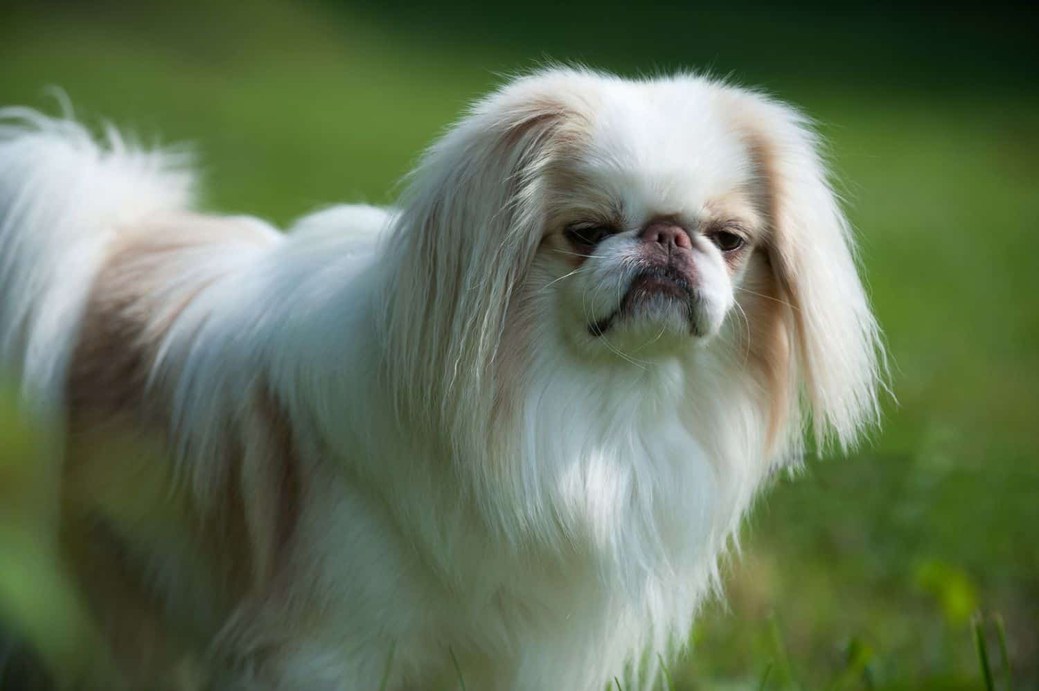 The 30 Best Dog Breeds for Apartments – Japanese Chin