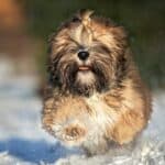 The 30 Best Dog Breeds for Apartments – Lhasa Apso