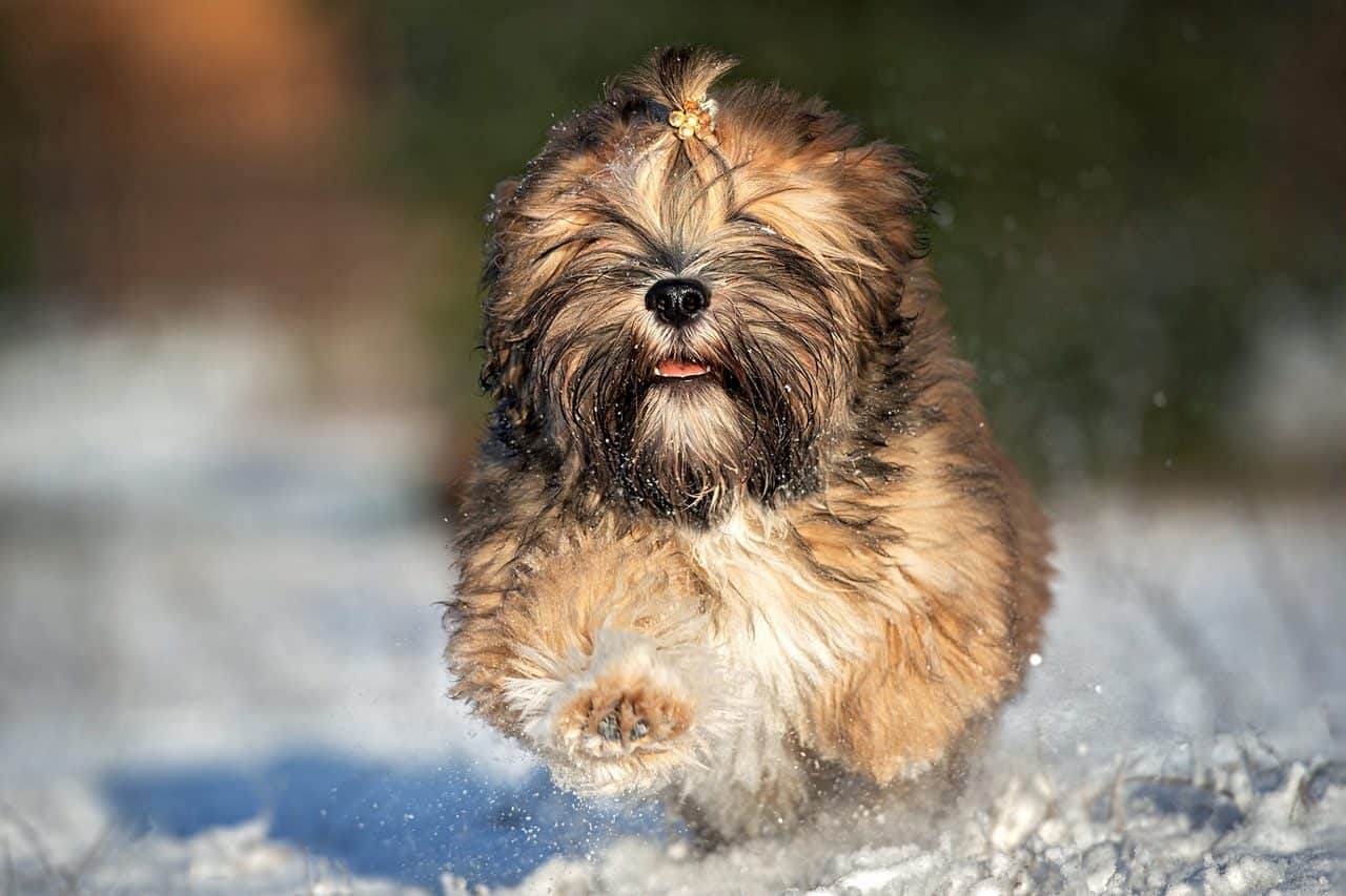 The 30 Best Dog Breeds for Apartments – Lhasa Apso