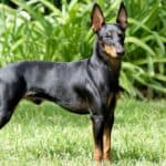 The 30 Best Dog Breeds for Apartments – Manchester Terrier