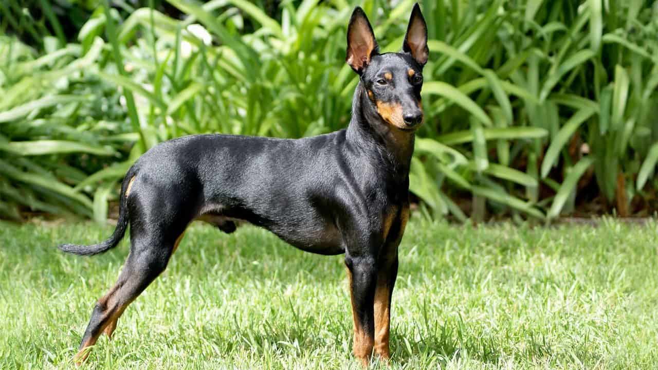 The 30 Best Dog Breeds for Apartments – Manchester Terrier