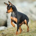 The 30 Best Dog Breeds for Apartments – Miniature Pinscher