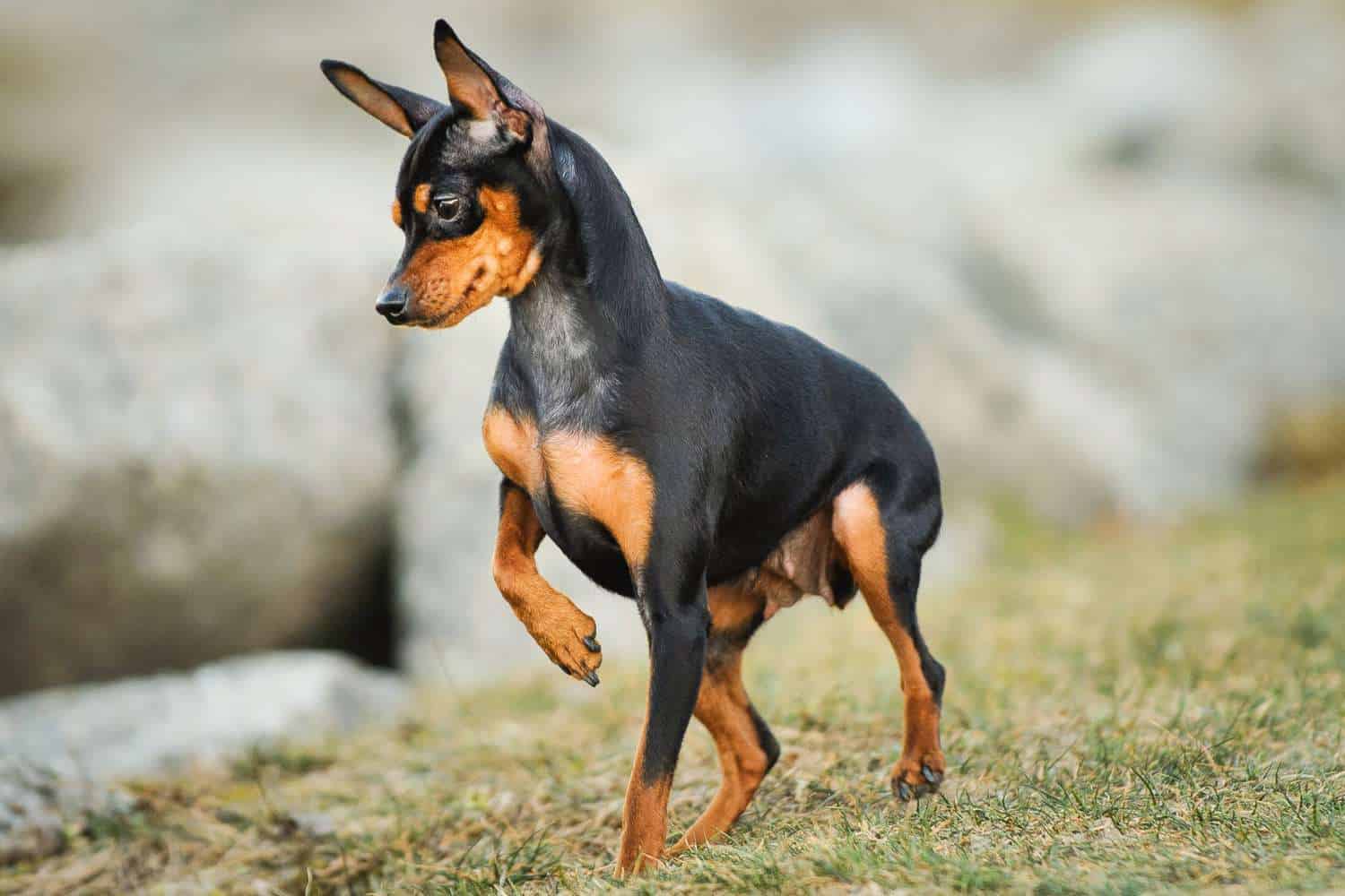 The 30 Best Dog Breeds for Apartments – Miniature Pinscher