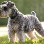 The 30 Best Dog Breeds for Apartments – Miniature Schnauzer