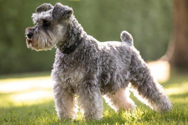 Picture of The 30 Best Dog Breeds for Apartments - The Pet Savvy