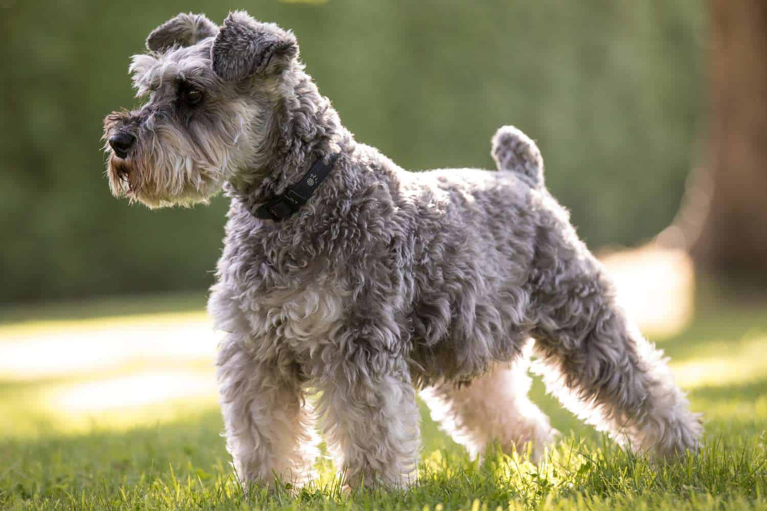 The 30 Best Dog Breeds for Apartments – Miniature Schnauzer