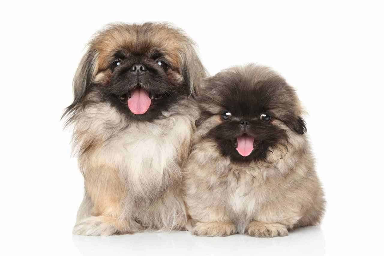 The 30 Best Dog Breeds for Apartments – Pekingnese Dog