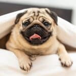 The 30 Best Dog Breeds for Apartments – Pug