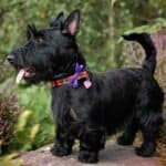 The 30 Best Dog Breeds for Apartments – Scottish Terrier