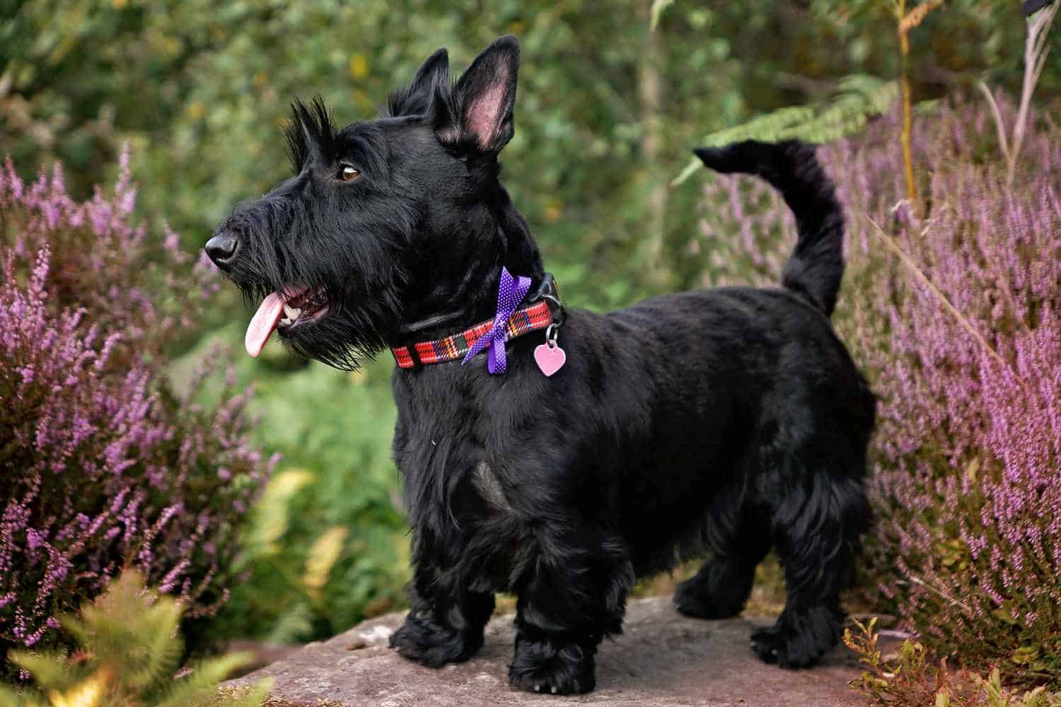 The 30 Best Dog Breeds for Apartments – Scottish Terrier