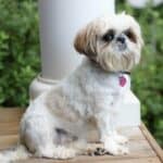 The 30 Best Dog Breeds for Apartments – Shih Tzu