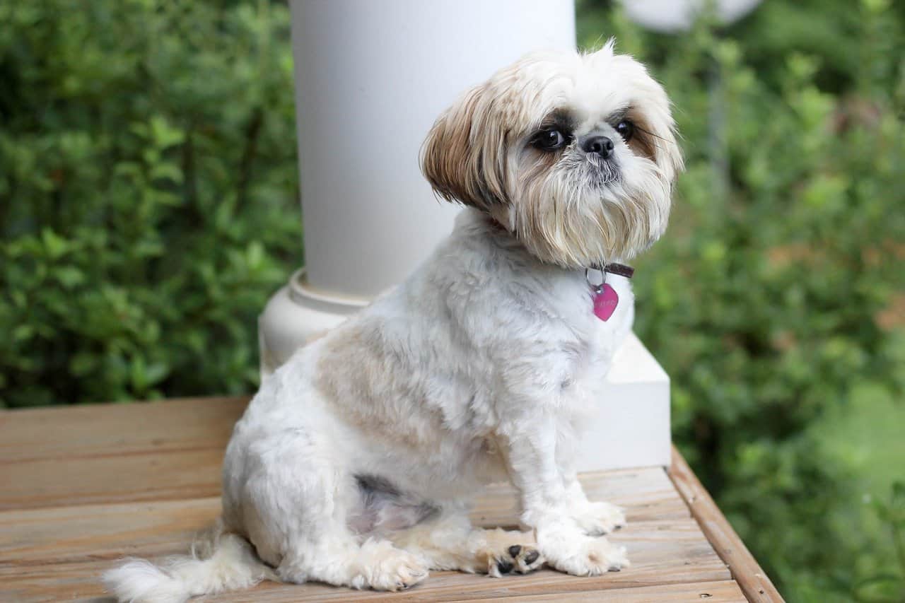 The 30 Best Dog Breeds for Apartments – Shih Tzu