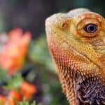 The Complete Bearded Dragon Diet