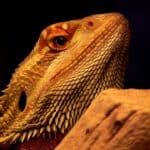 The Complete Bearded Dragon Diet – Bugs