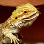 The Complete Bearded Dragon Diet – Eating habits