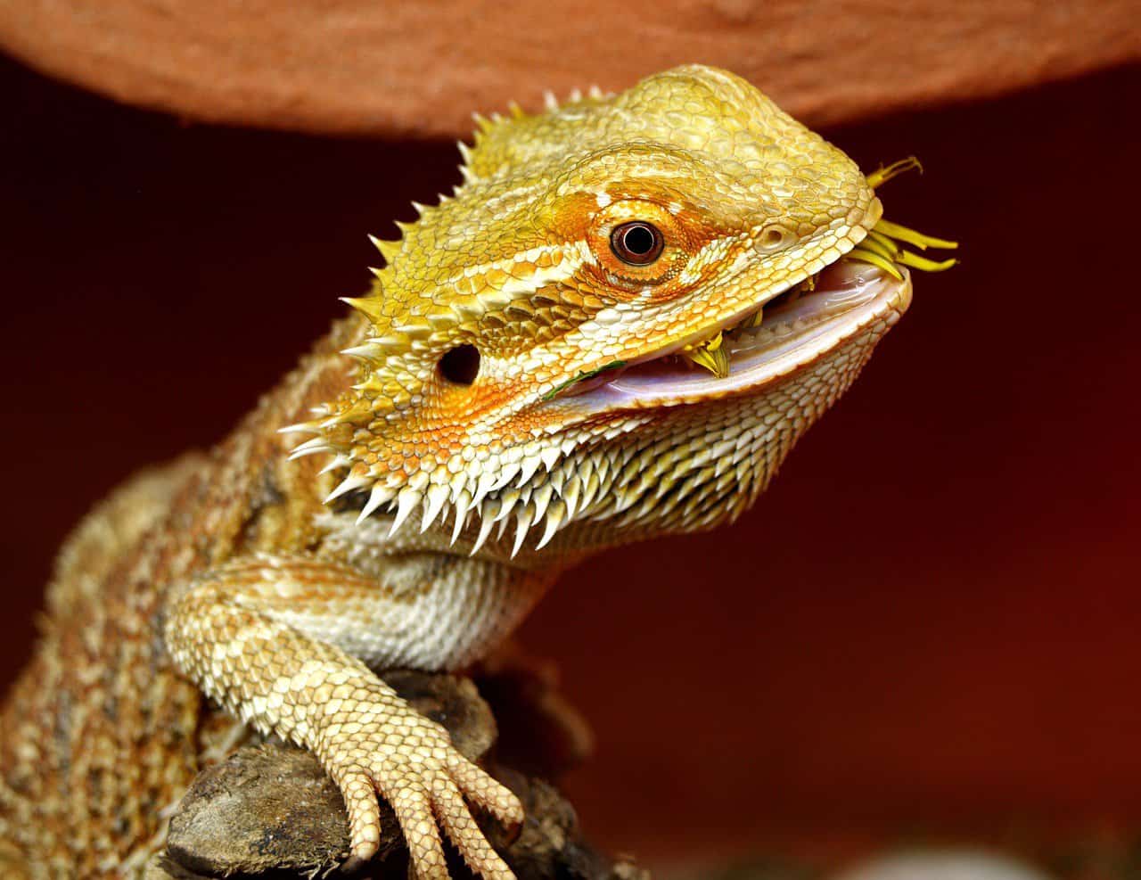 The Complete Bearded Dragon Diet – Eating habits