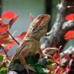 The Complete Bearded Dragon Diet – Fruits