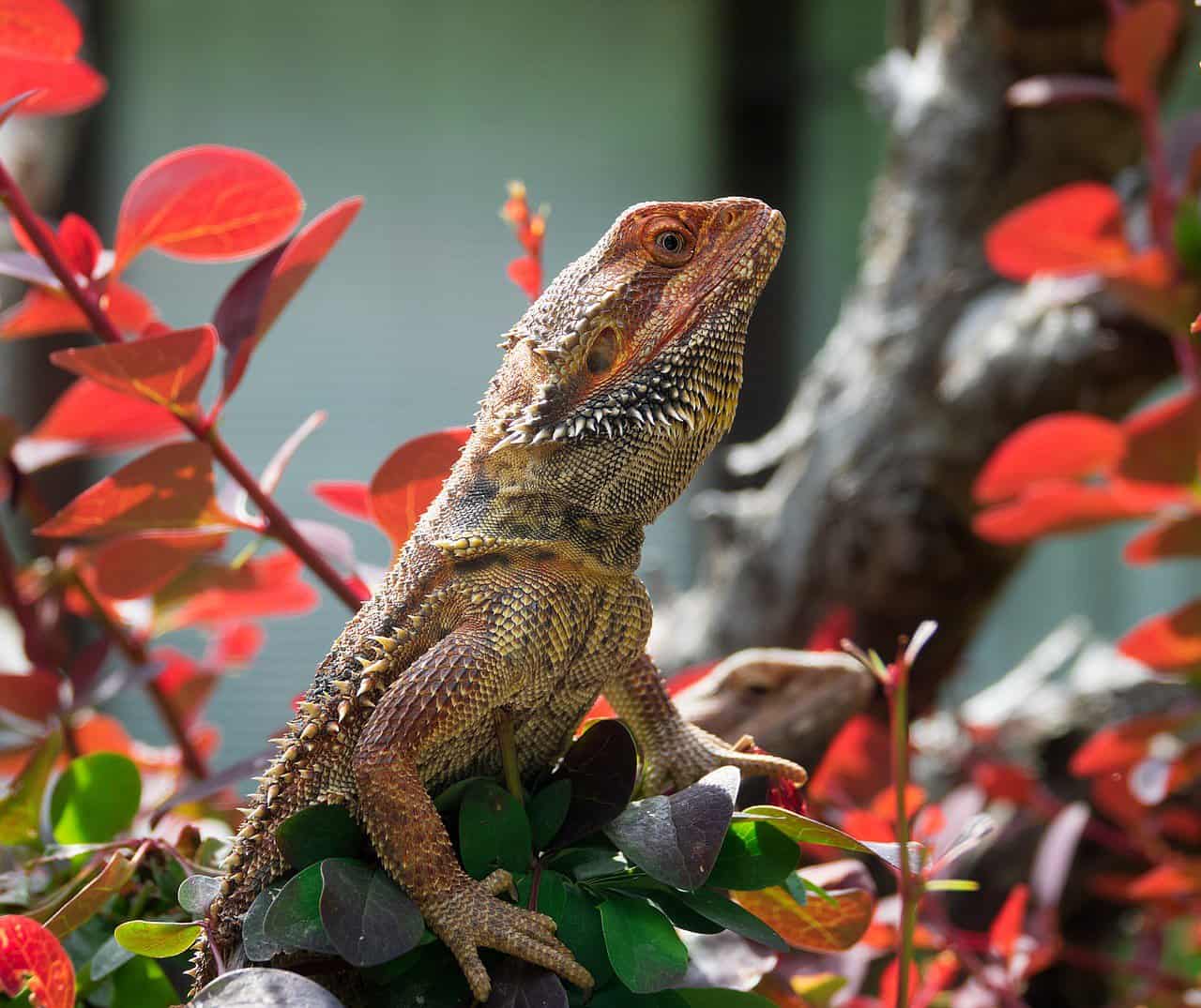 The Complete Bearded Dragon Diet – Fruits