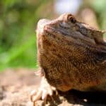 The Complete Bearded Dragon Diet – Insects