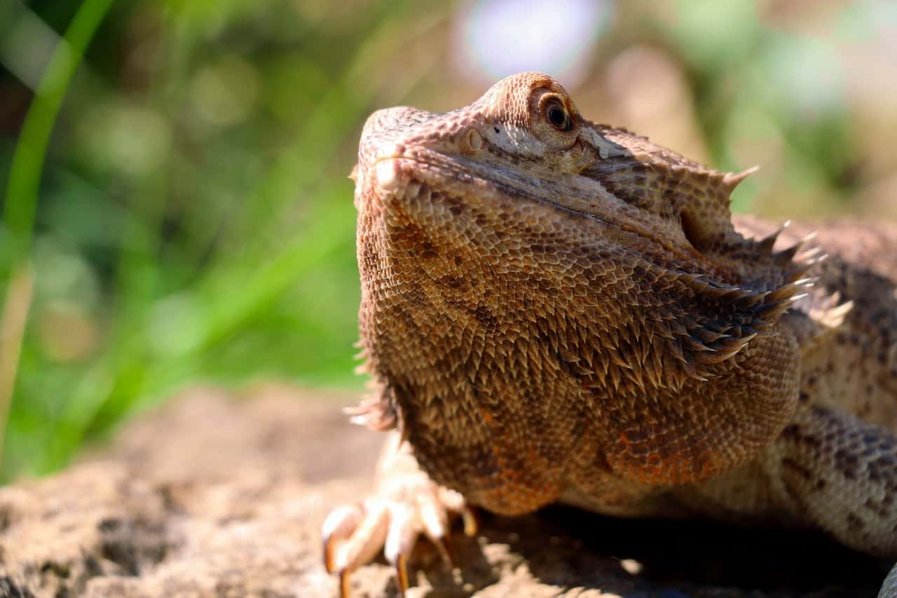 The Complete Bearded Dragon Diet – Insects