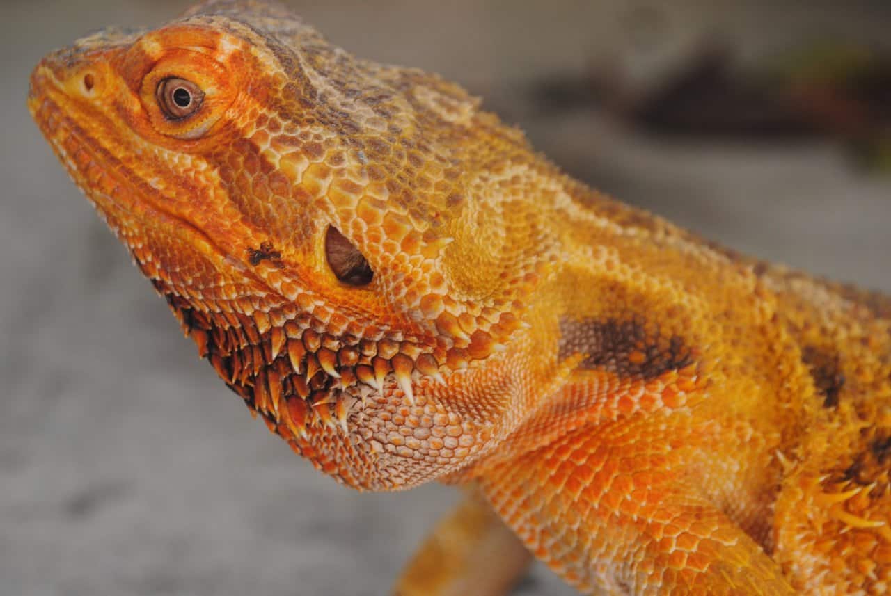 The Complete Bearded Dragon Diet – Vegetable