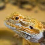 The Complete Bearded Dragon Diet – Vegetables
