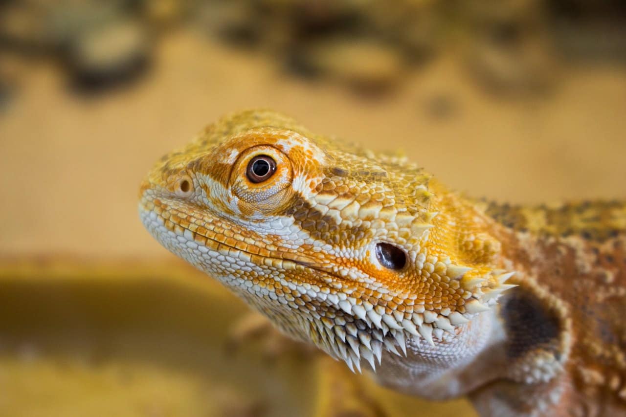 The Complete Bearded Dragon Diet – Vegetables