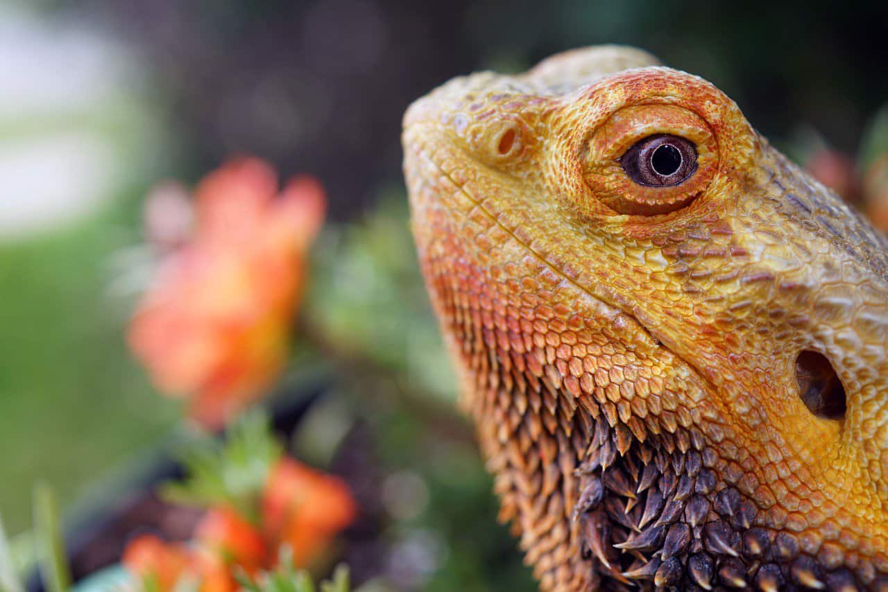 The Complete Bearded Dragon Diet