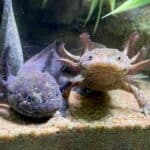 Axolotl Names