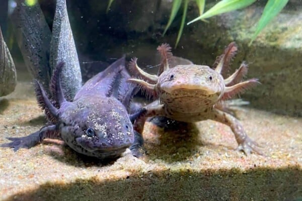 Axolotl Names