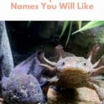 Axolotl Names pin