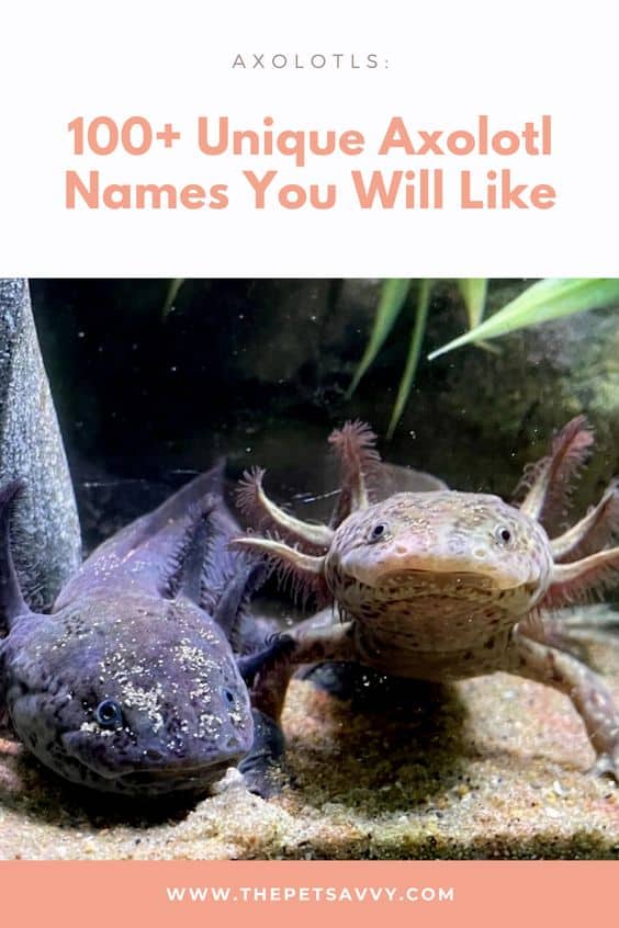 Axolotl Names pin