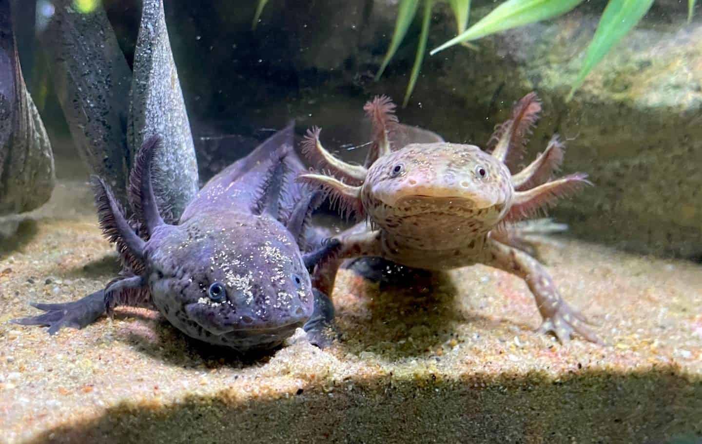 Axolotl Names