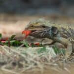 Bearded Dragon Diet