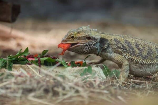 The Complete Bearded Dragon Diet: What Can They Eat?