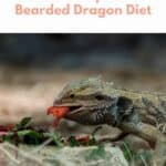 Bearded Dragon Diet pin