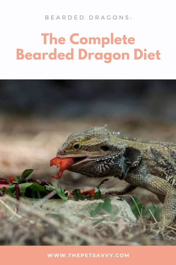 Bearded Dragon Diet pin