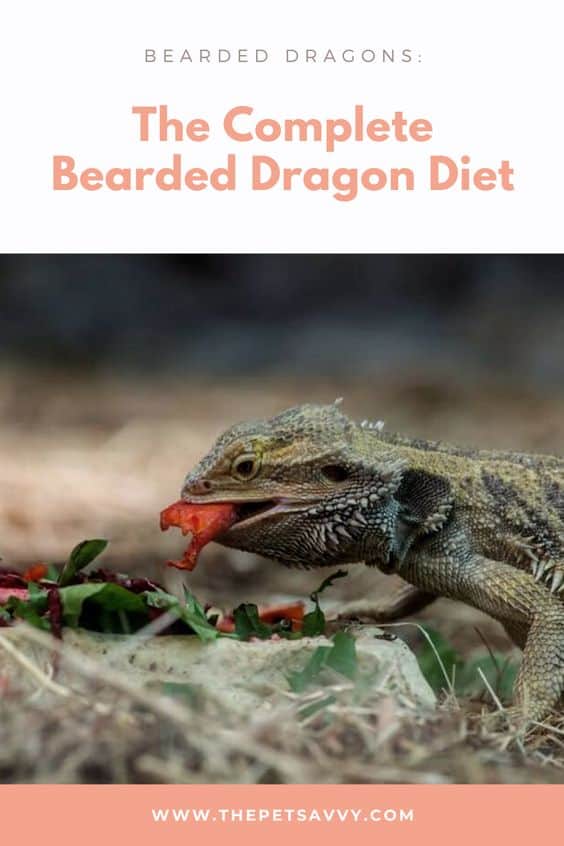 The Complete Bearded Dragon Diet: What Can They Eat? - The Pet Savvy