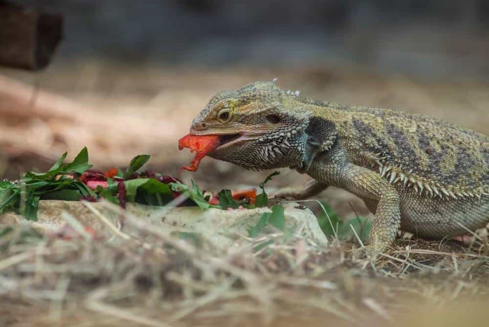 Bearded Dragon Diet