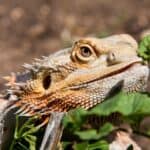 Bearded Dragon sniffing on plants