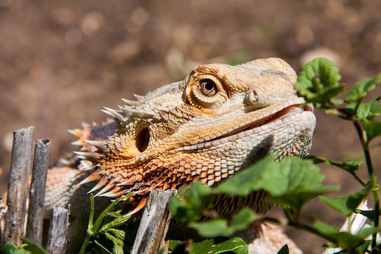 Bearded Dragon sniffing on plants