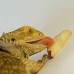 Bearded dragon eating pear