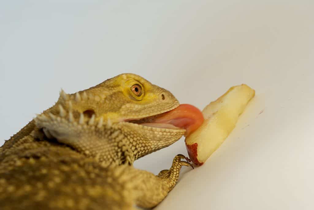 Bearded dragon eating pear